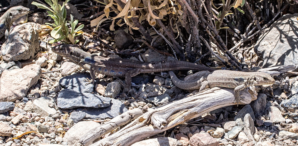 Lizards