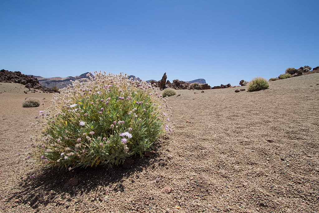 Lonely Bush