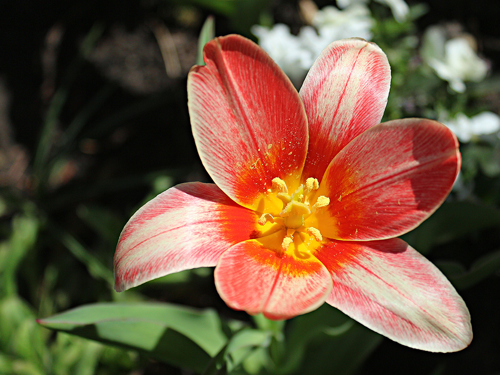Tulip